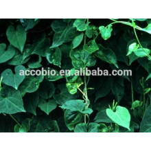 Extrait de racine de polygonum multiflorum d&#39;approvisionnement d&#39;Accobio, extrait organique il extrait de poudre de shou wu, extrait de porcelaine il shou wu